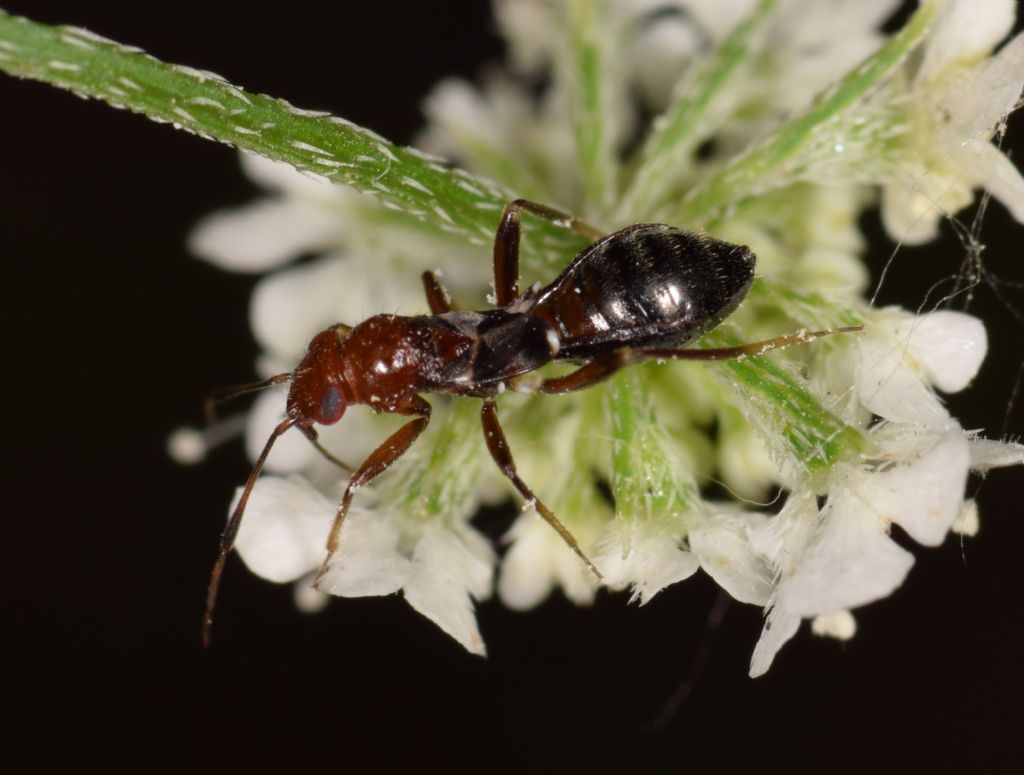 Miridae: Mimocoris rugicollis