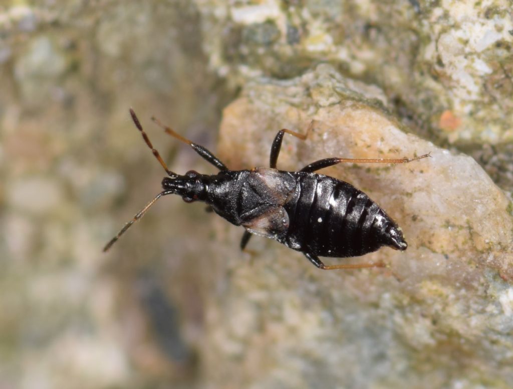 Anthocoridae: Temnostethus gracilis , a new species for the fauna of Turkey!