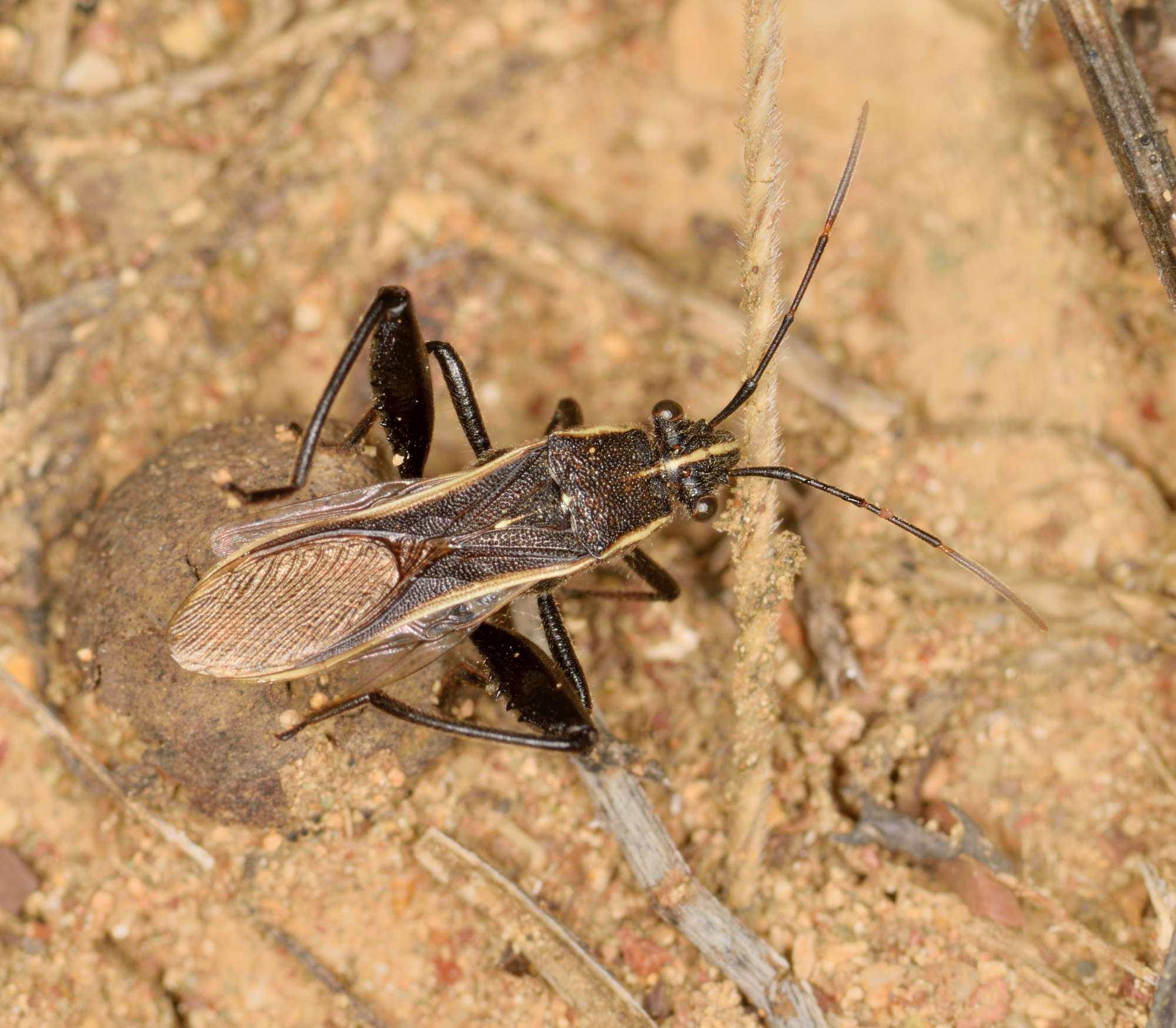Alydidae: Camptopus tragacanthae (Kolenati, 1845)