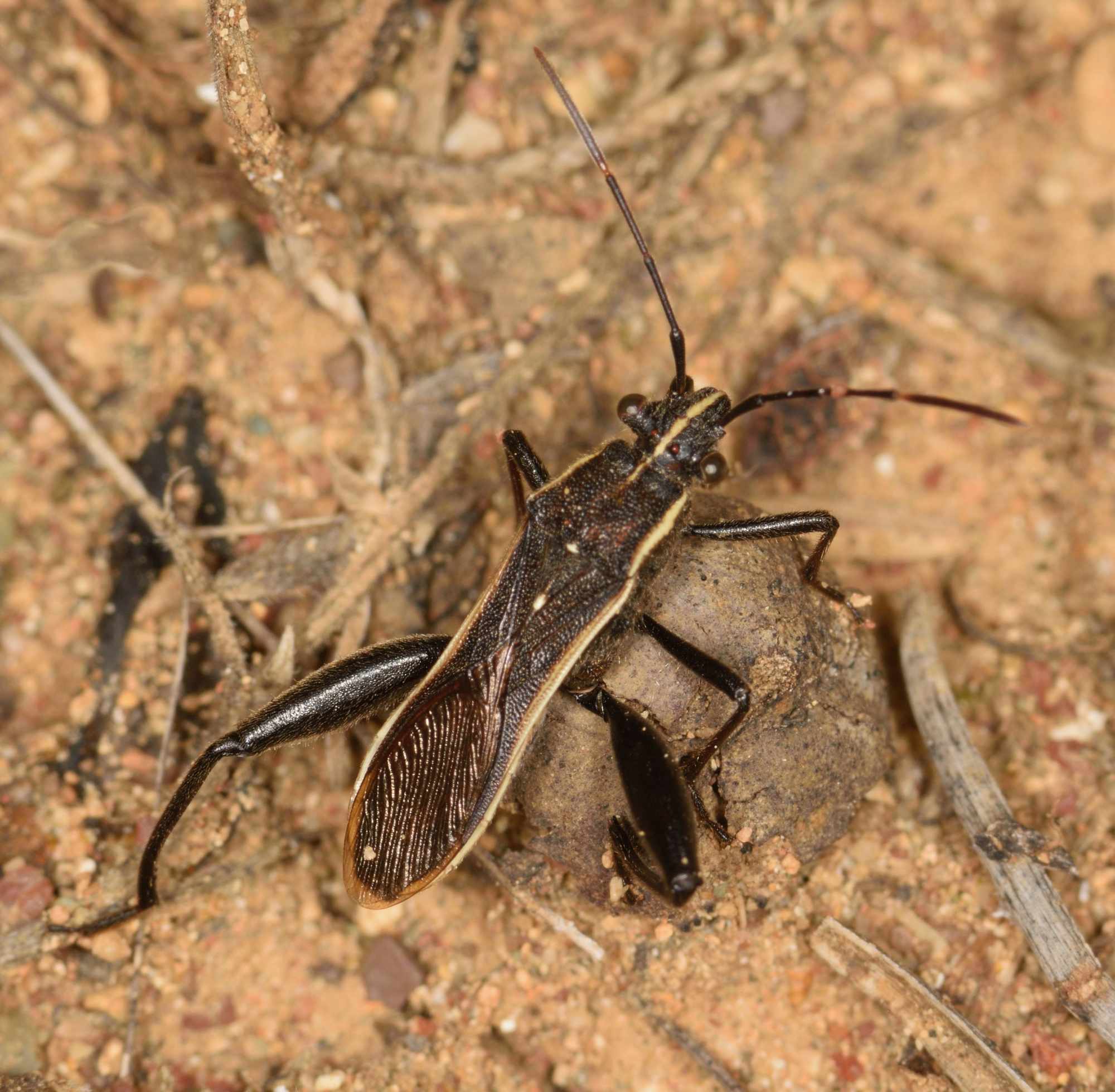 Alydidae: Camptopus tragacanthae (Kolenati, 1845)