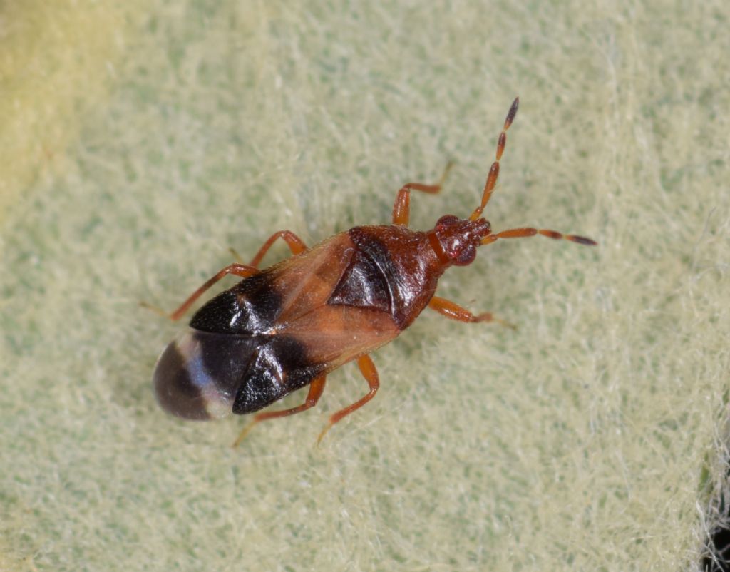 Anthocoridae: Anthocoris minki pistaciae