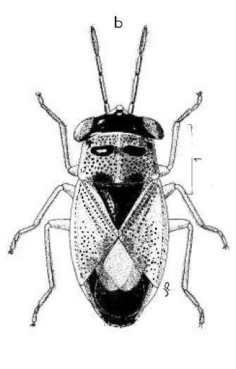 Lygaeidae: Geocoris lapponicus