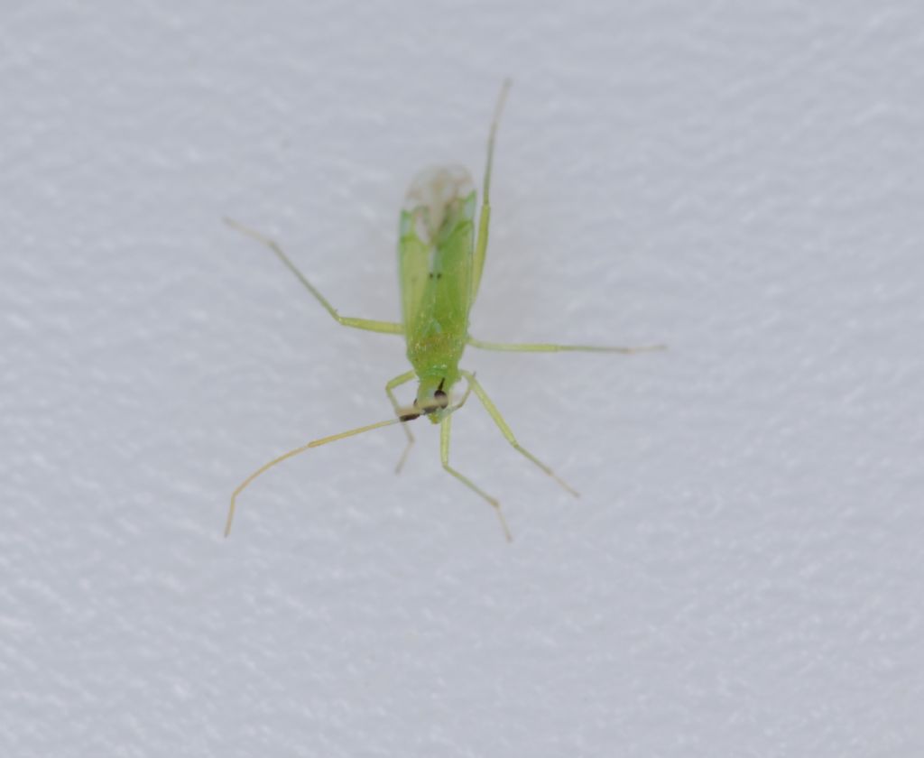 Miridae: Macrolophus melanotoma