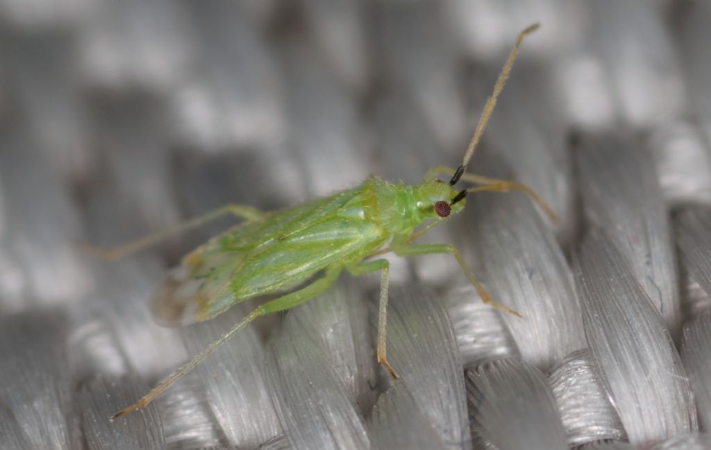 Miridae: Macrolophus pygmaeus