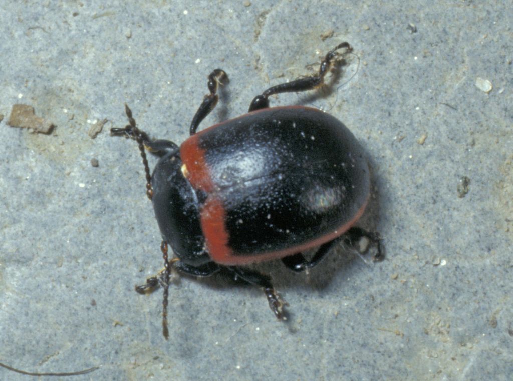 Chrysomelidae: Chrysolina limbata