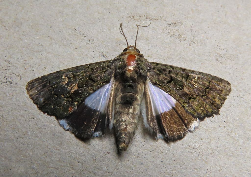 lepidottero-2