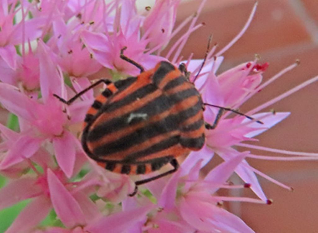 Graphosoma italicum?