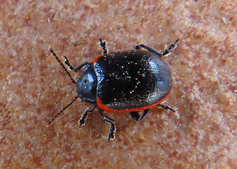Chrysomelidae: Chrysolina rossia o sanguinolenta? C. rossia.