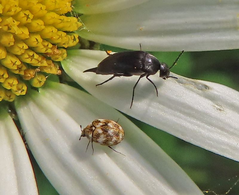 piccoli coleotteri pollinivori