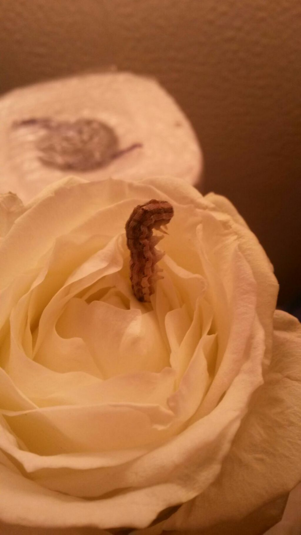Aiuto identificazione bruco - Helicoverpa armigera, Noctuidae