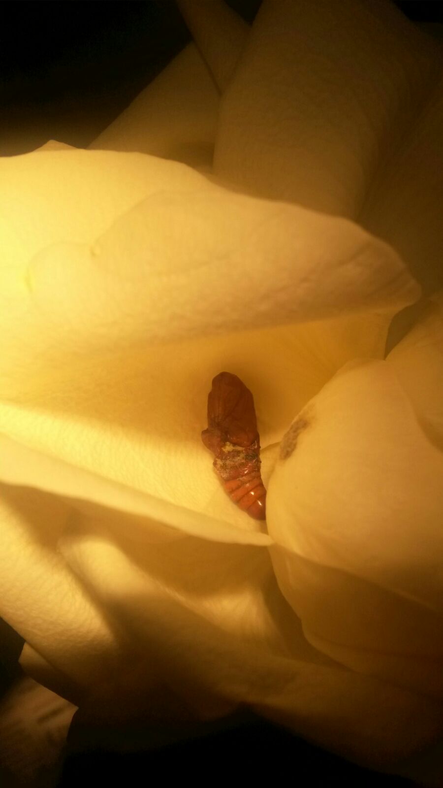 Aiuto identificazione bruco - Helicoverpa armigera, Noctuidae