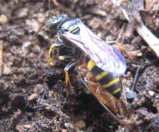 Gorytes sp? (Crabronide)  con omottero predato