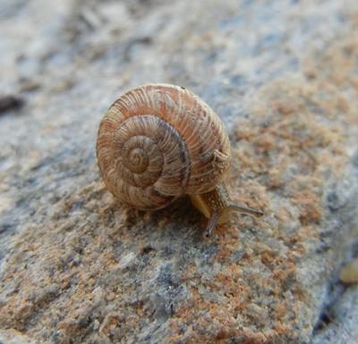 Trochoidea(Xerocrassa) geyeri (Sos, 1926)