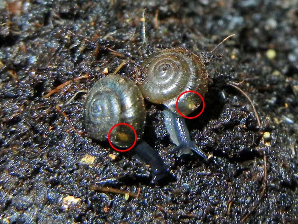 Zonitoides arboreus (Say, 1816)