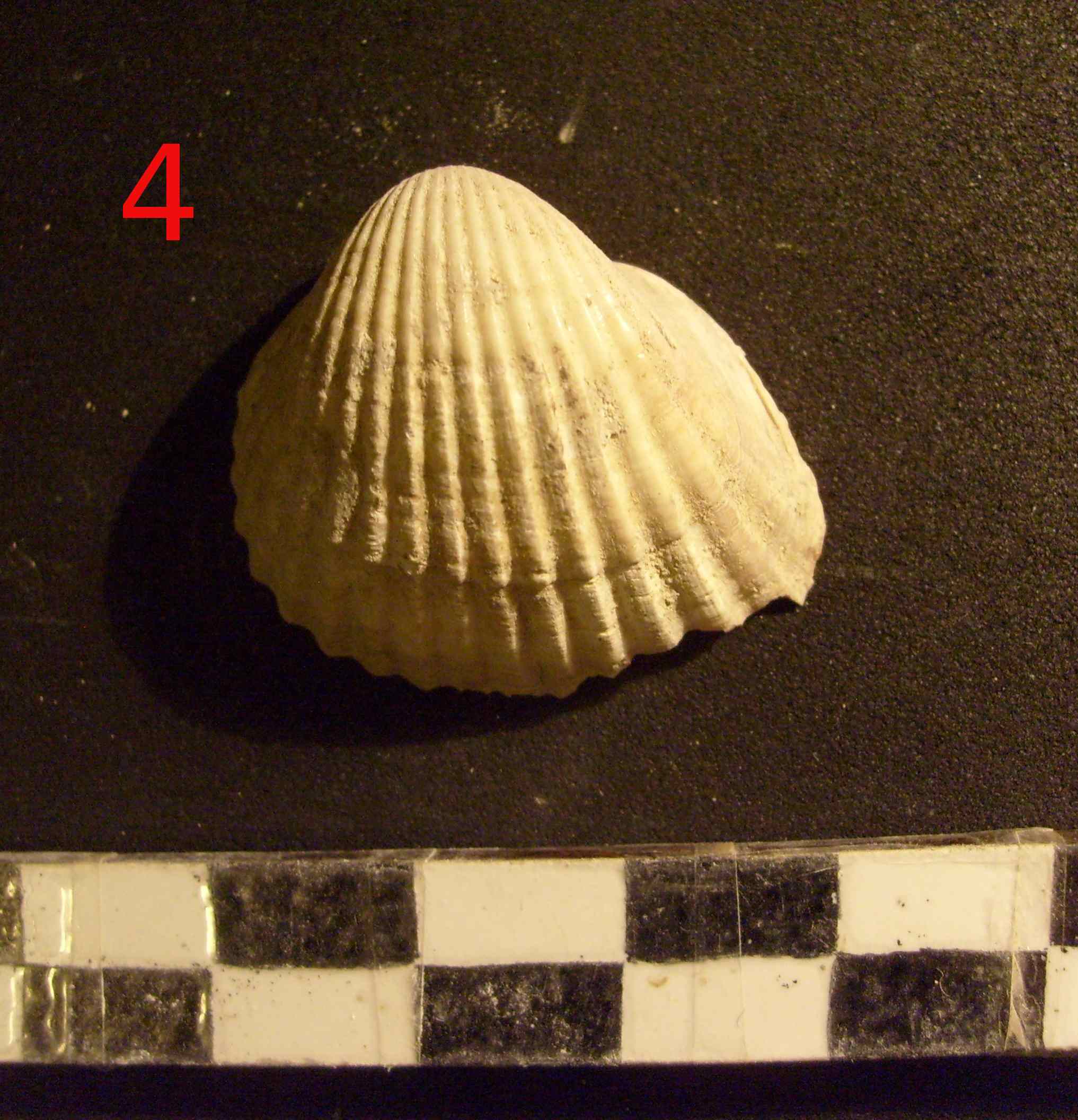 riconoscimento malacofauna di struttura neolitica