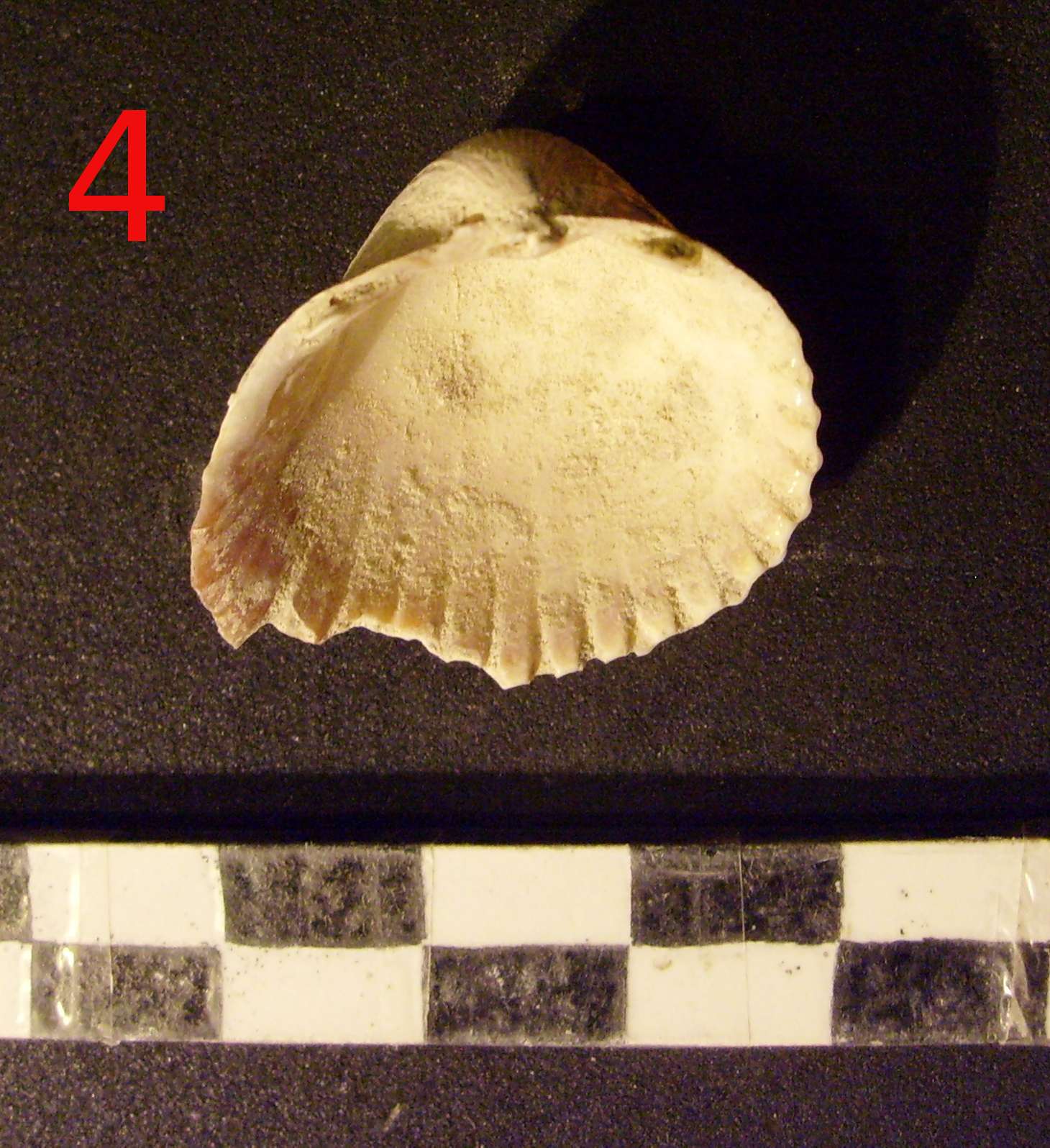 riconoscimento malacofauna di struttura neolitica