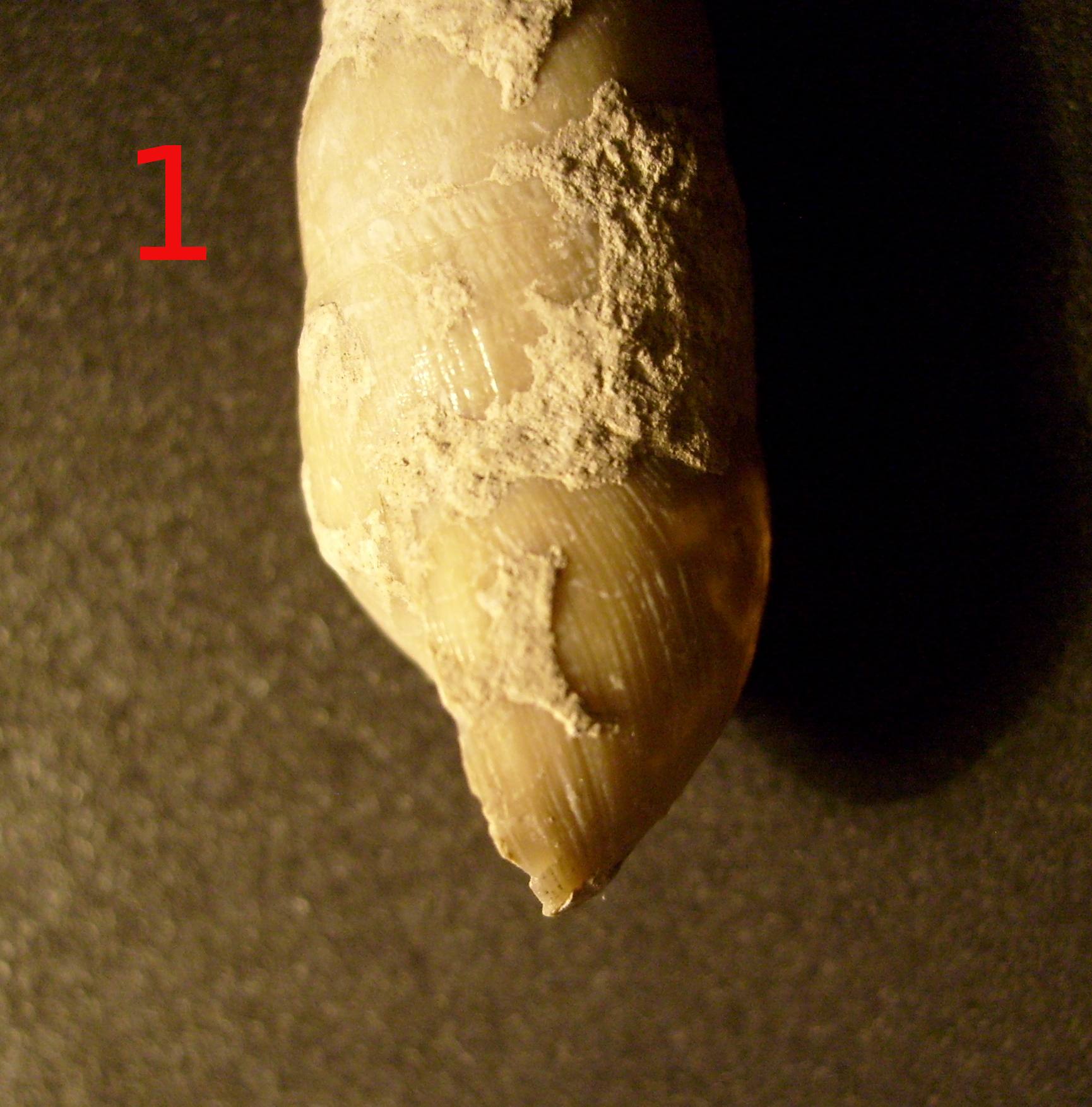 riconoscimento malacofauna di struttura neolitica