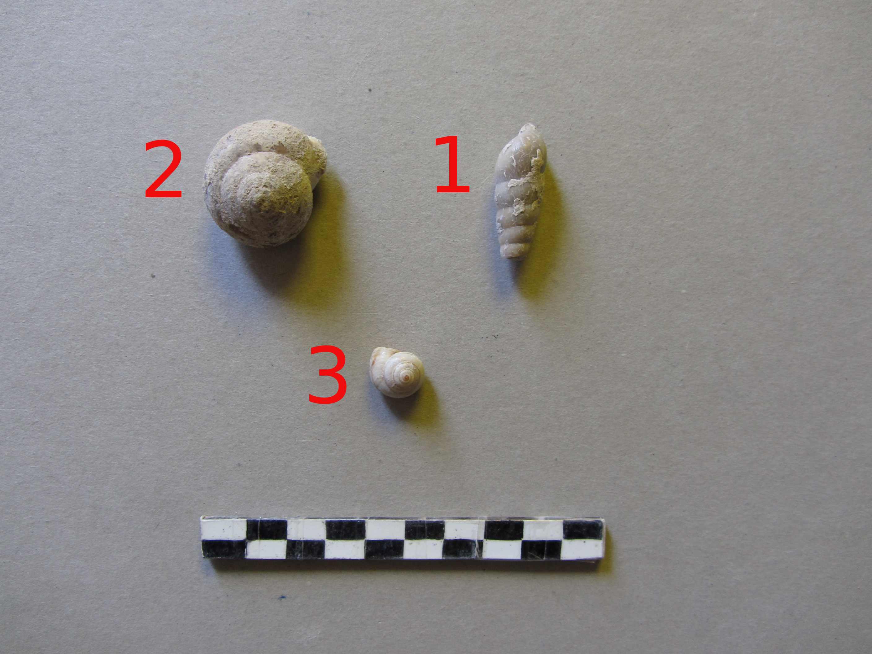 riconoscimento malacofauna di struttura neolitica