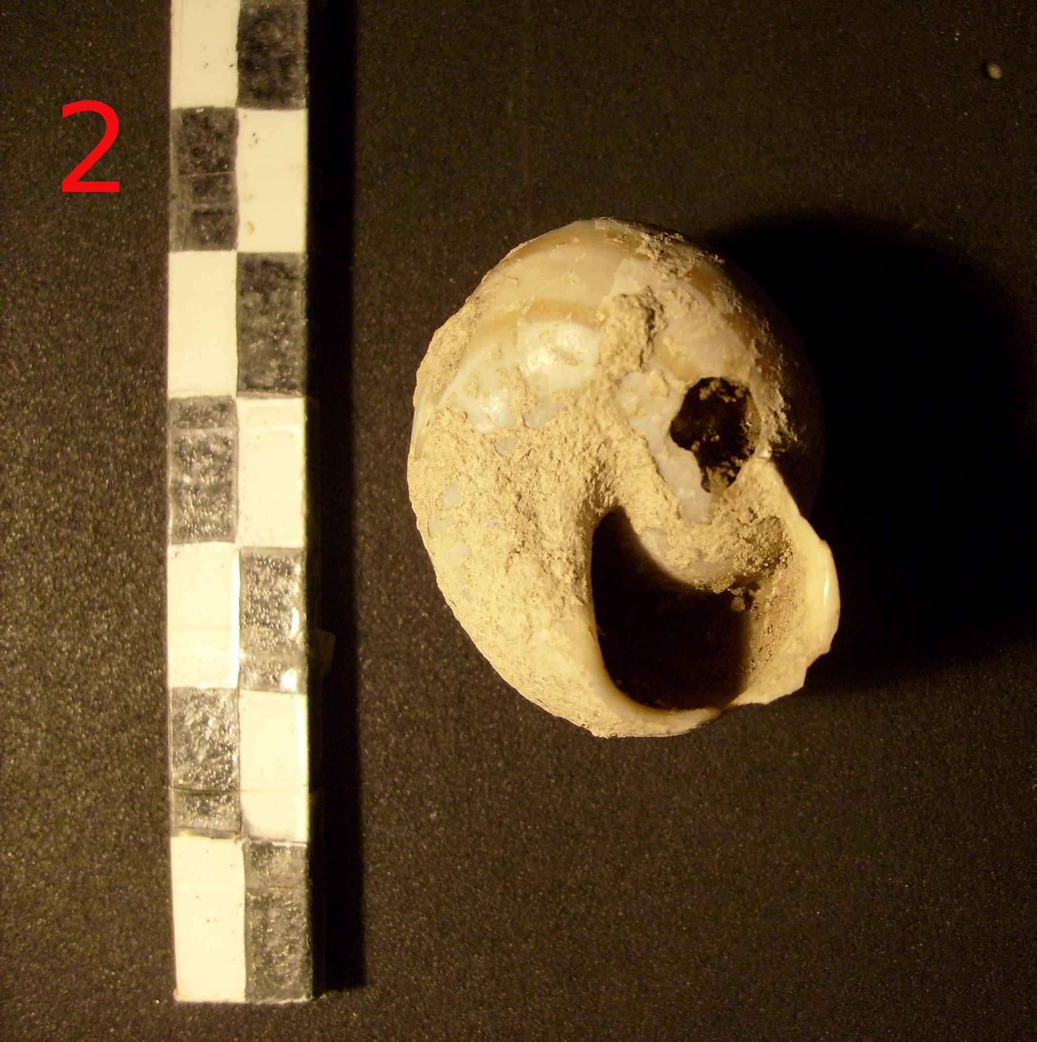 riconoscimento malacofauna di struttura neolitica