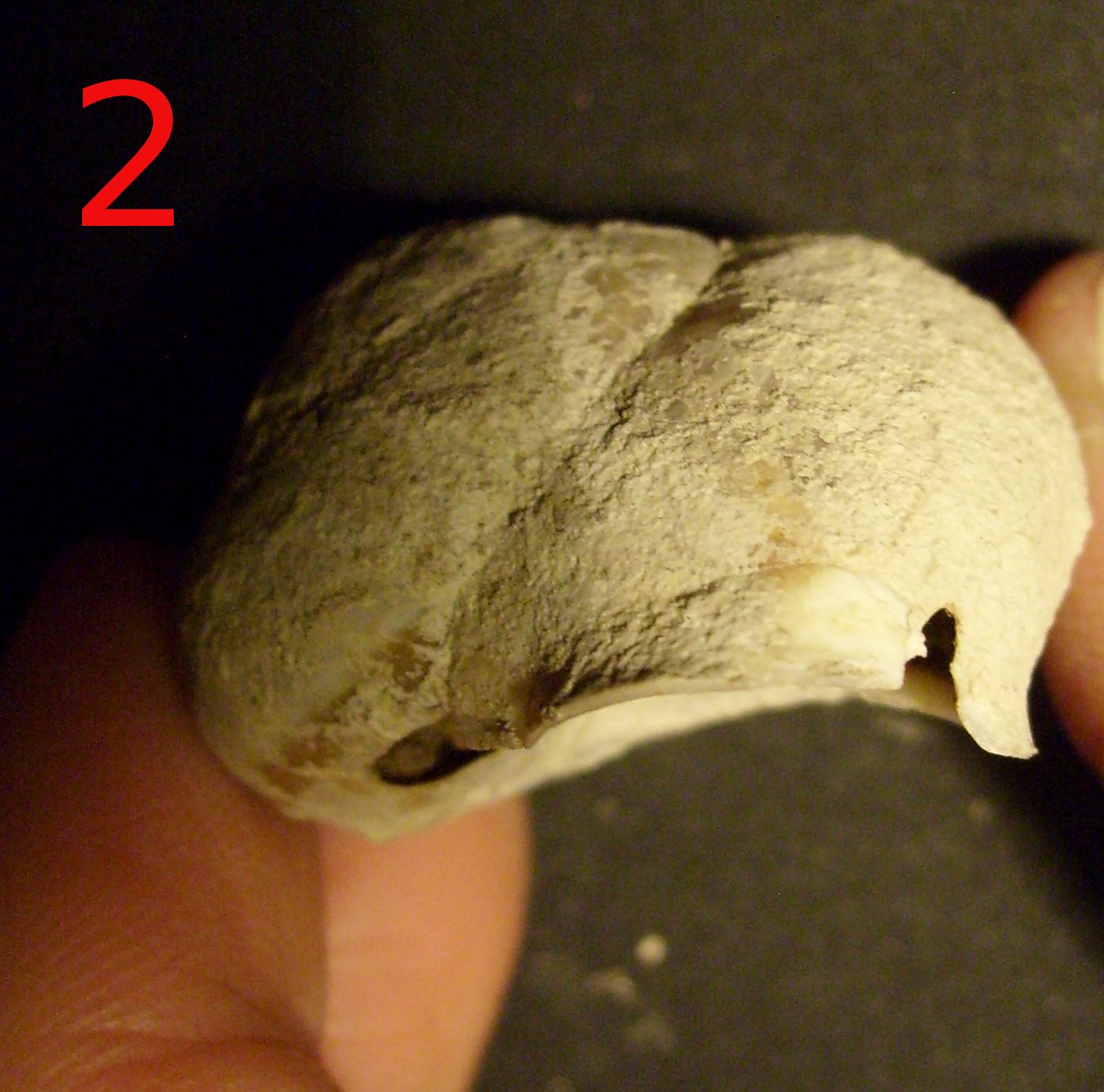 riconoscimento malacofauna di struttura neolitica