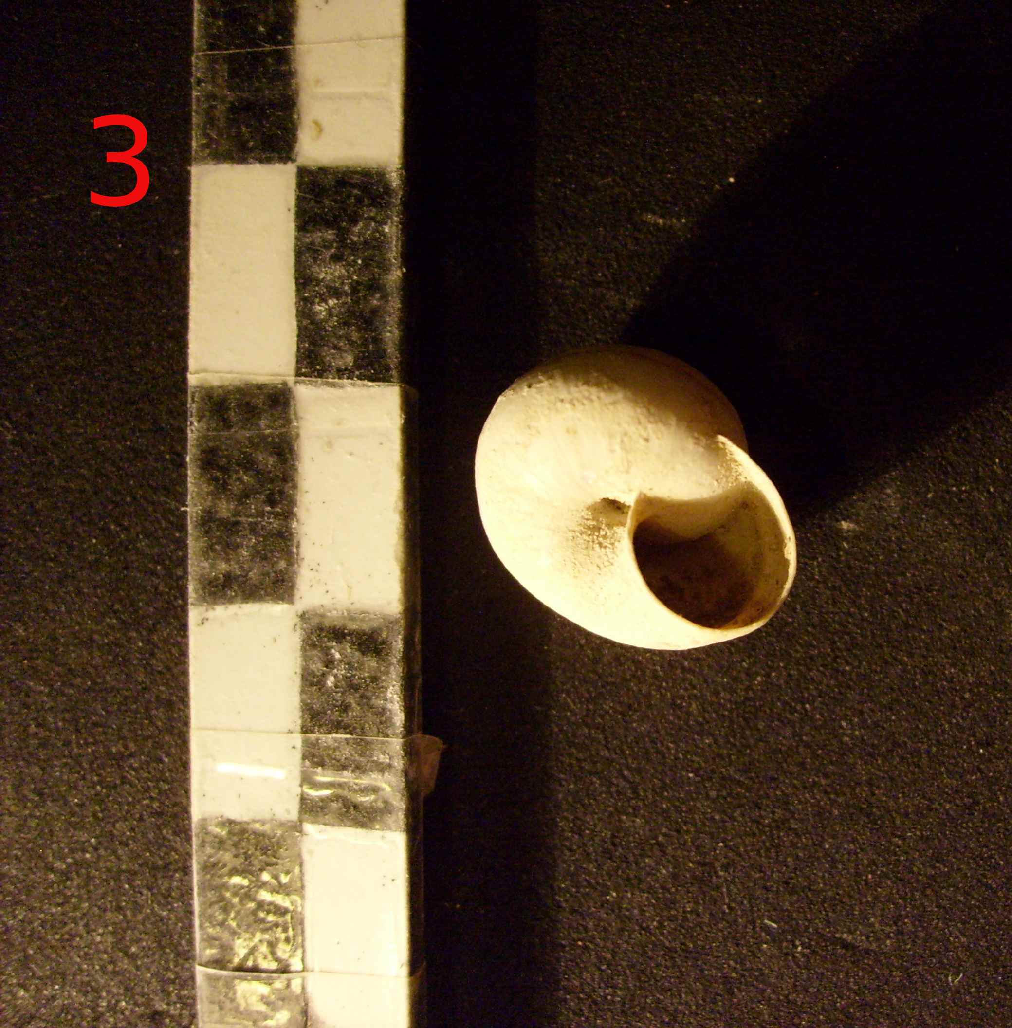 riconoscimento malacofauna di struttura neolitica