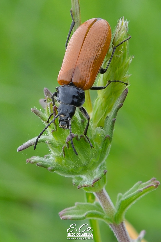 Tenebrionidae Alleculinae: Omophlus sp.? S