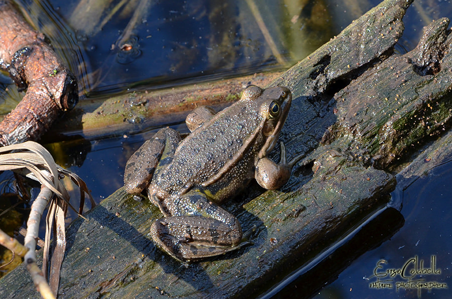 Aiuto ID rane - Pelophylax sp. (prov. Salerno)