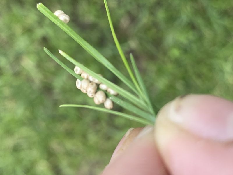 Ninfa di Tettigonia viridissima?  S !