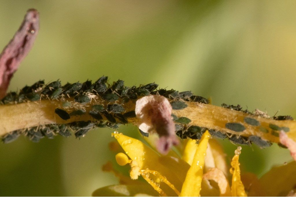 Aphididae: Aphis sp.