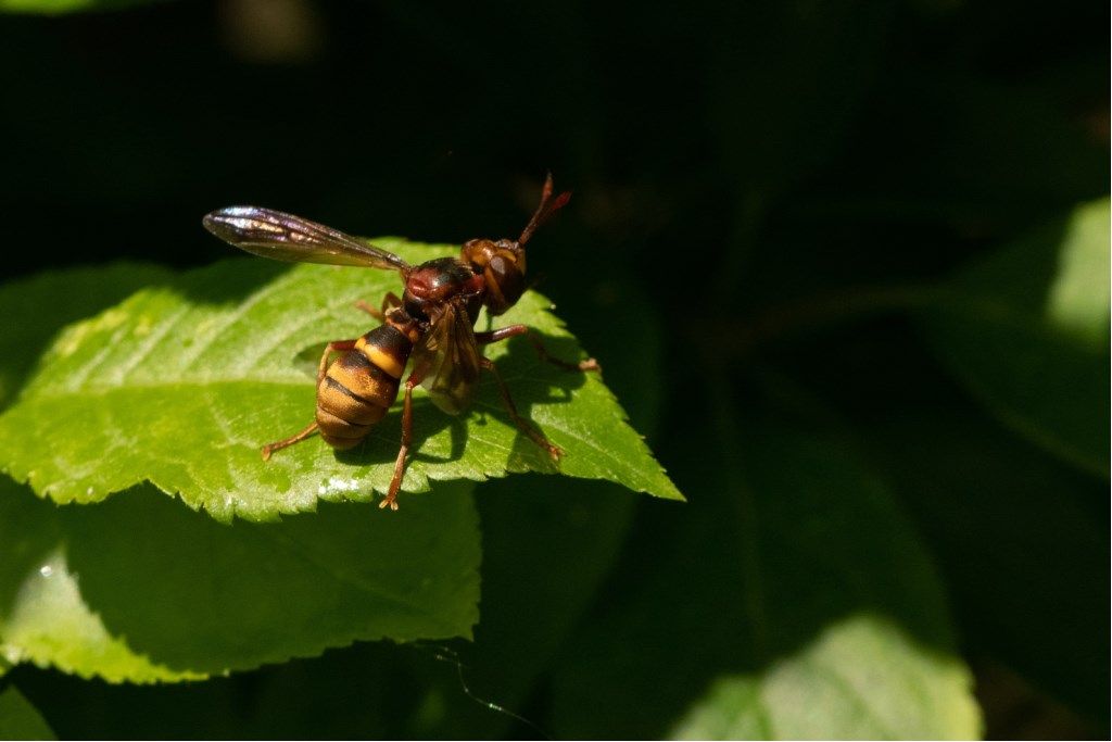 Conopidae da id.