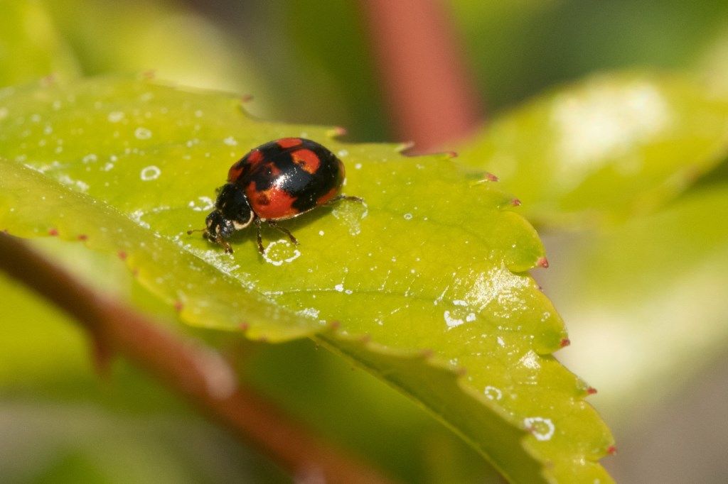 Coccinellidae: Adalia bipunctata