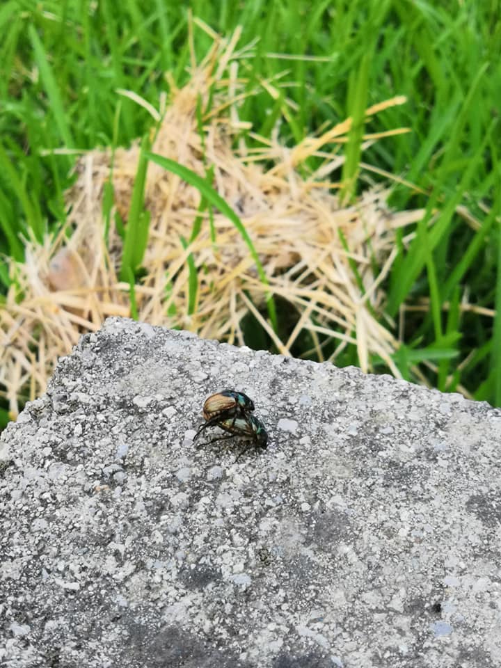 Popillia japonica, Rutelidae - nuovo alieno in Italia