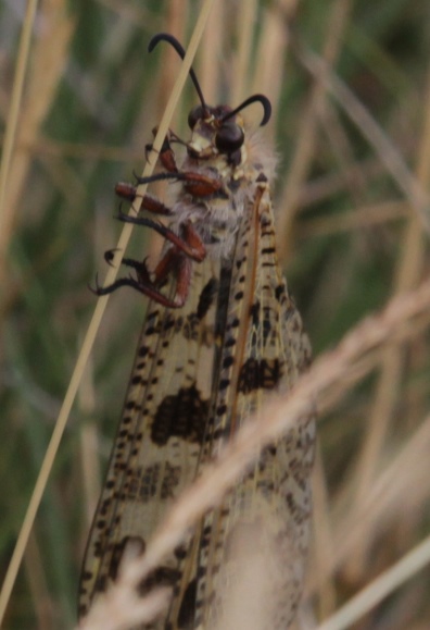 Formicaleone:   Palpares libelluloides,  maschio (Myrmeleontidae)