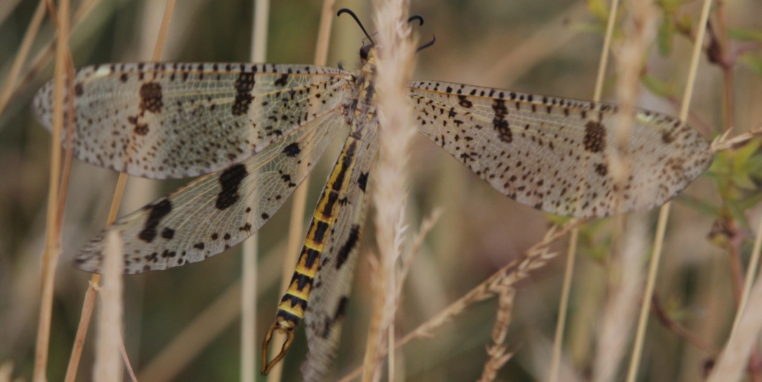 Formicaleone:   Palpares libelluloides,  maschio (Myrmeleontidae)