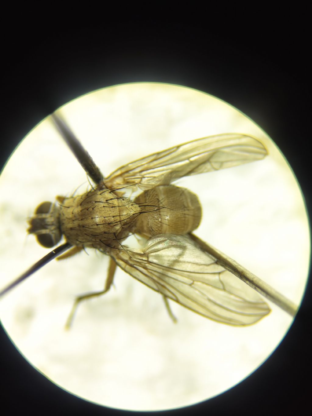 Pegomya testacea ?