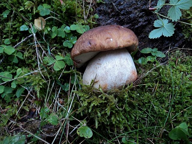 Ottobre tra gli edulis!!!!