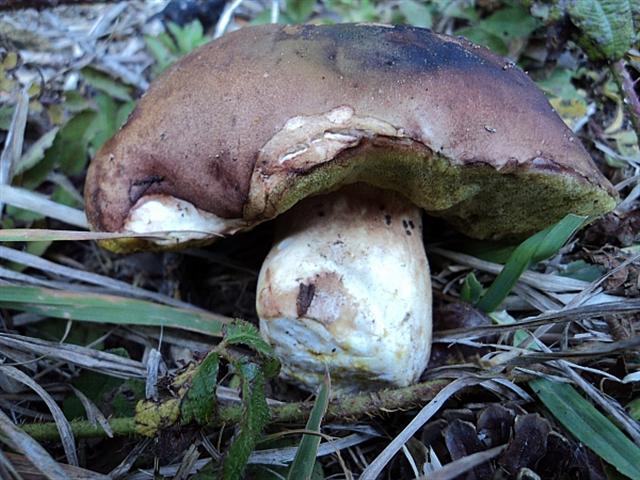 Funghi verso l''esaurimento stagionale