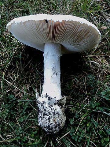 Ottobre trentino...bellezze montane