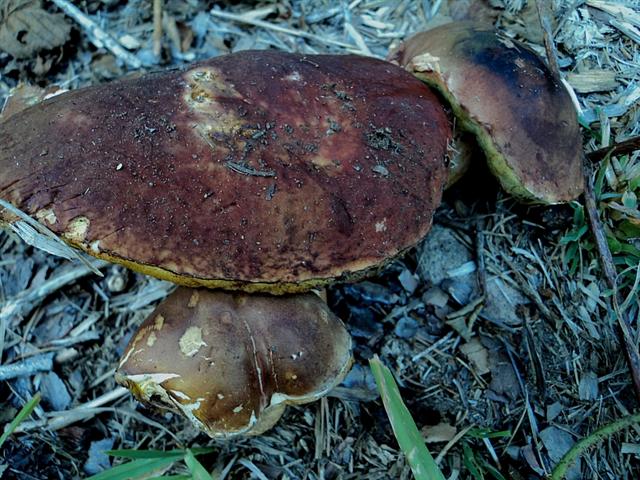 Funghi verso l''esaurimento stagionale