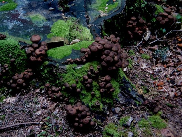 Ottobre trentino...bellezze montane