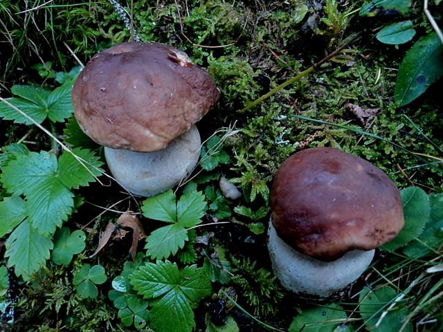 Ottobre tra gli edulis!!!!