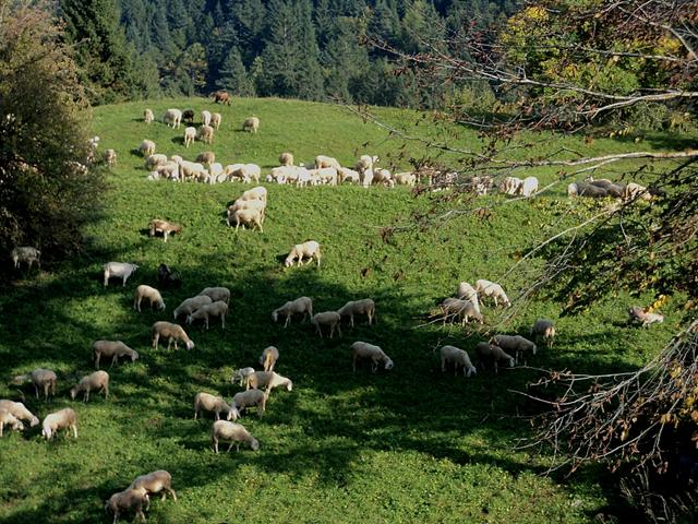 Autunno trentino....una tavolozza di caldi colori..