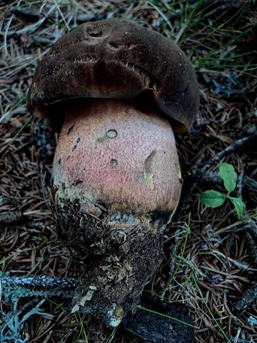 Beatrice di scarsa pioggia dispensatrice
