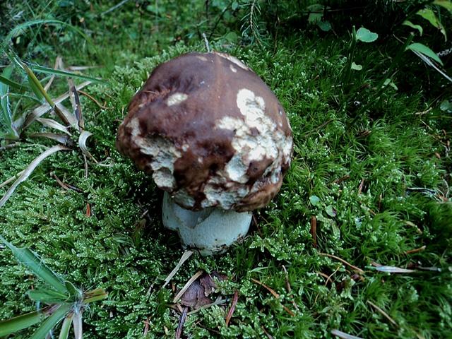 Funghi dall''Appennino
