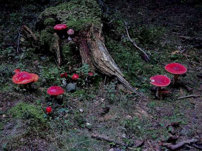 Ottobre trentino...bellezze montane