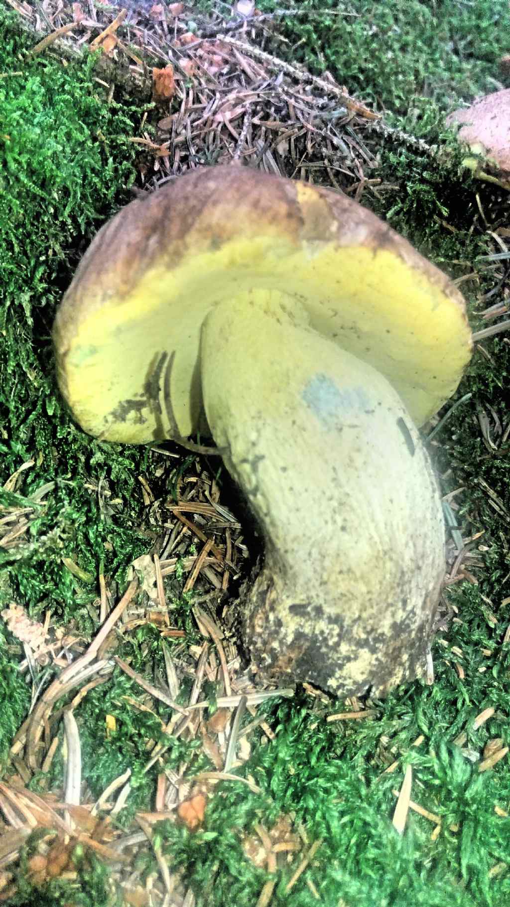 Boletus subappendiculatus 2