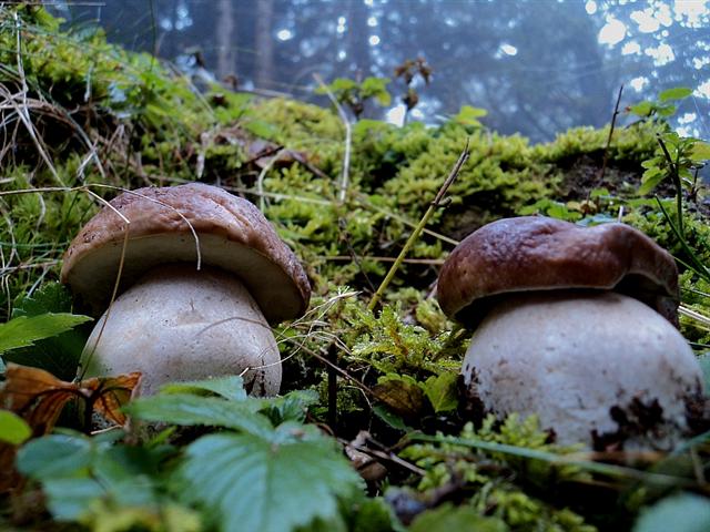 Ottobre tra gli edulis!!!!