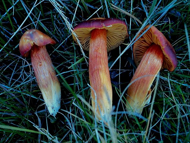 colori e sapori del bosco!!!