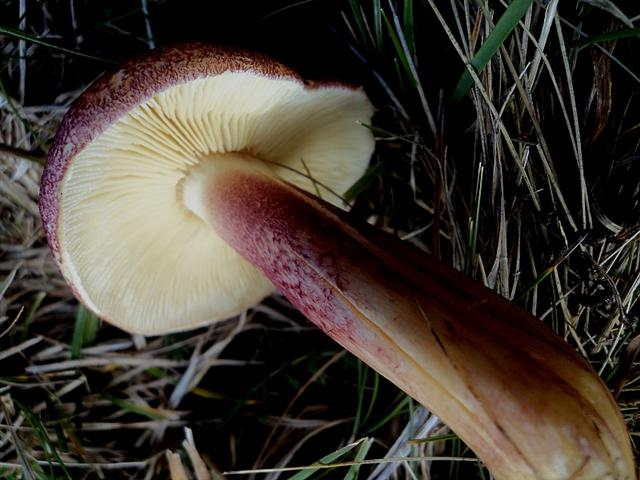 Ottobre trentino...bellezze montane
