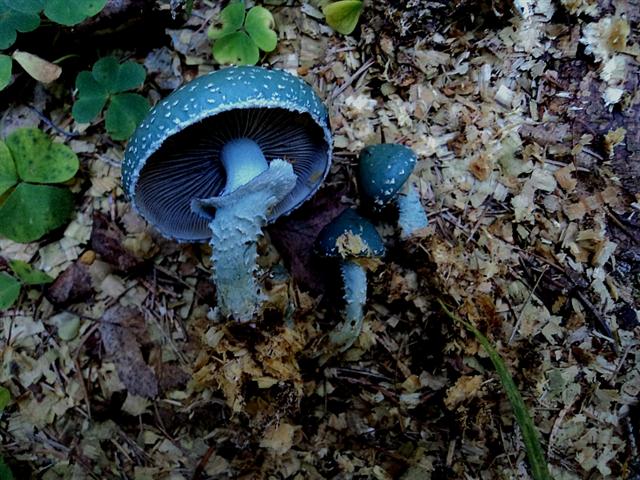 Autunno trentino....una tavolozza di caldi colori..